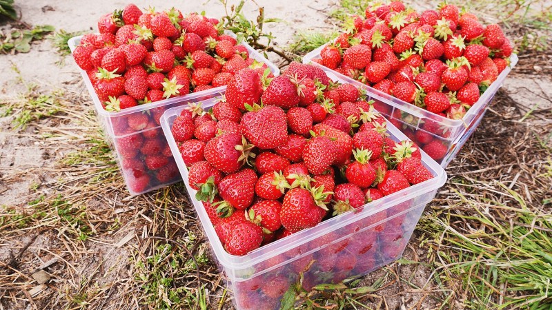 Four Best Places To Pick Strawberries In South Carolina