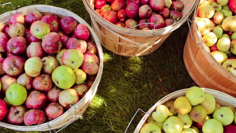 Four Of The Best Apple Orchards To Visit In Virginia